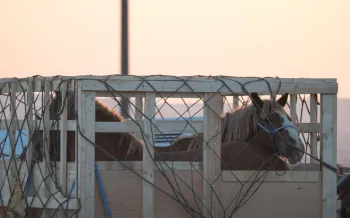 Images of live horse export in Canada.
