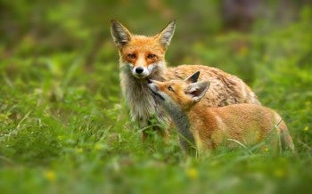 a couple of foxes in a grassy area