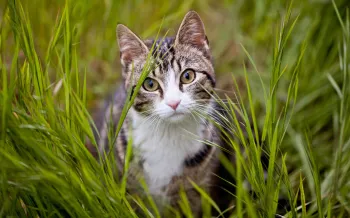 a cat in grass outside