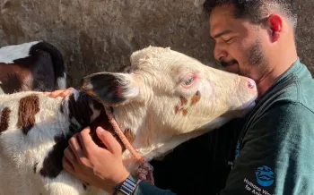 A man hugs a cow
