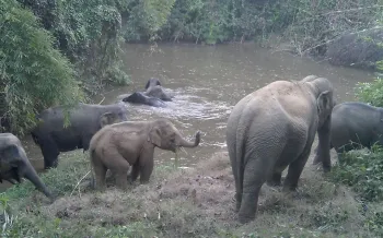 Elephants