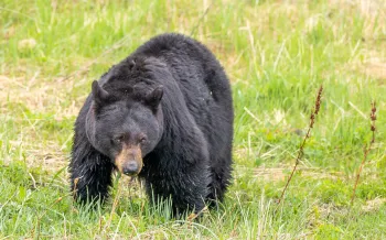 Black bear at Yellowstone National Park