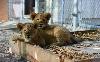 Lions rescued from a roadside zoo in Quebec resting in their temporary enclosures