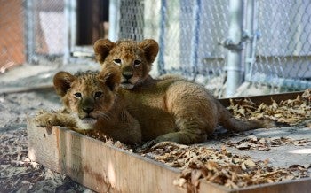 Lions rescued from a roadside zoo in Quebec resting in their temporary enclosures