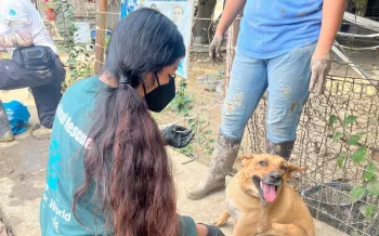 Conducting an assessment and doing food distribution and offering veterinary care to animals affected by the floods in central eastern Mexico, particularly the state of Veracruz.