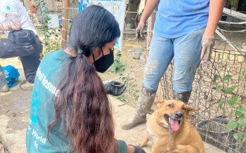 Conducting an assessment and doing food distribution and offering veterinary care to animals affected by the floods in central eastern Mexico, particularly the state of Veracruz.