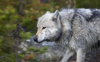 A gray wolf walks through the forest of Yellowstone National Park in Wyoming.