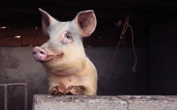 Close up of a pig