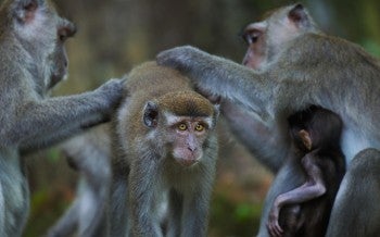 Macaque 