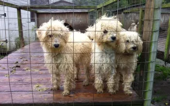 three small, curly-haired dogs standing closely together behind a wire fence