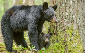 a black bear and a baby bear