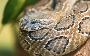 a snake with a black and white striped tail
