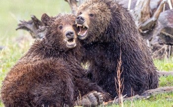 a couple of bears sit near each other