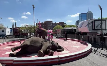 bullhook-wielding handlers force elephants to perform at a circus