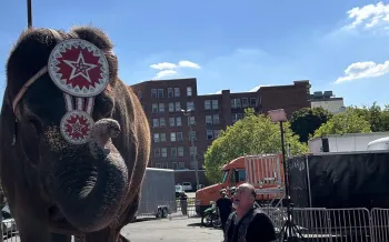 elephant forced to perform under threat of bullhook at circus