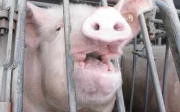 a pig in a small gestation crate