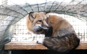 Fox in a cage