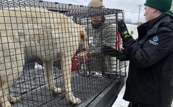 Humane World for Animals responds to typhoon Halong in Western Alaska by assisting with shelter work at Bethel Friends of Canine