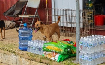 Dog and supplies after Hurricane Melissa