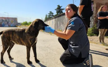 Chile Field Visit: Spay/Neuter & Wellness program Northern and Metropolitan Regions