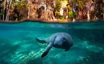 Manatee swimming in the water