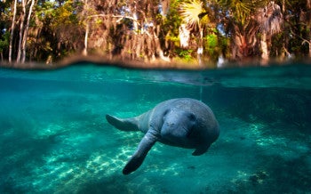 Manatee swimming in the water