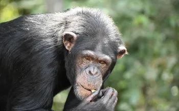 A close up of a retired chimp at Second Chance Chimp Refuge