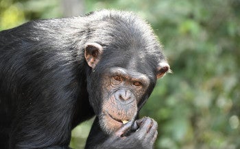 A close up of a retired chimp at Second Chance Chimp Refuge