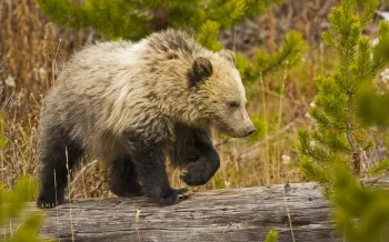 a young grizzly bear walking across a fallen tree trunk