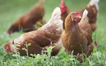 Chickens hunt and scratch for food in an open pasture full of crimson clover at White Oak Pastures in Bluffton, Ga.