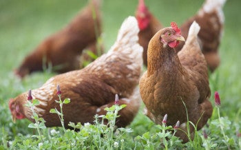 Chickens hunt and scratch for food in an open pasture full of crimson clover at White Oak Pastures in Bluffton, Ga.