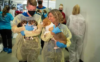 People carrying rescued beagle puppies