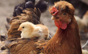 a chick resting on the back of an adult chicken