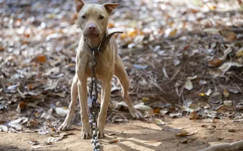 a thin dog on a chain leash outside