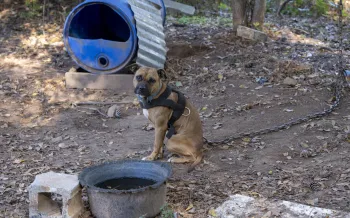 a dog tethered to a chain leash outside