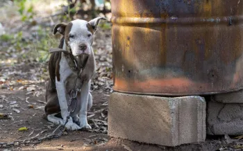 a dog on a chain outside