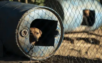 a dog peering out of a box