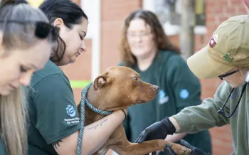 a dog being examined by a vet