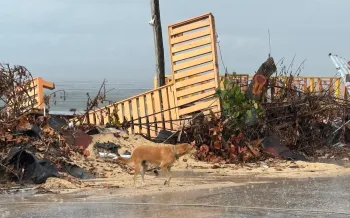 a dog walking outside