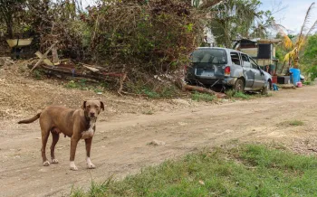 a dog on a dirt road