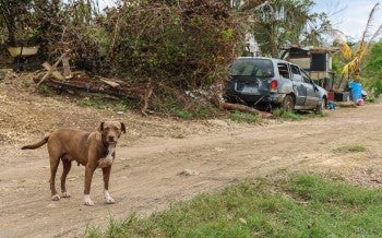 a dog on a dirt road