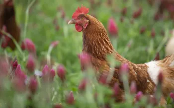 Chickens hunt and scratch for food in an open pasture