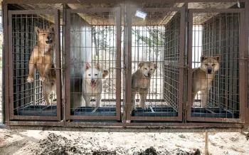 Dogs in tiny wire cages outdoors