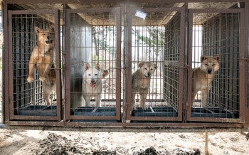 Dogs in tiny wire cages outdoors