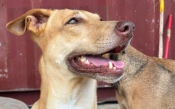 Dog after Hurricane Melissa in Jamaica