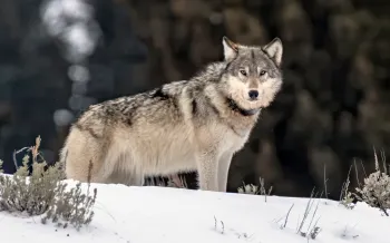Photo of a wolf standing in the snow in Yellowstone in Winter in Yellowstone National Park.
