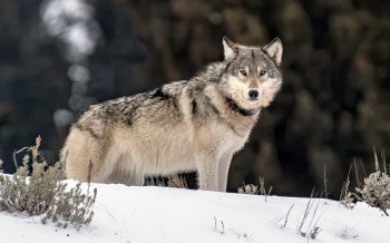 Photo of a wolf standing in the snow in Yellowstone in Winter in Yellowstone National Park.
