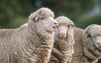 Photo of baby Merino Sheep enjoying the sunshine in a paddock