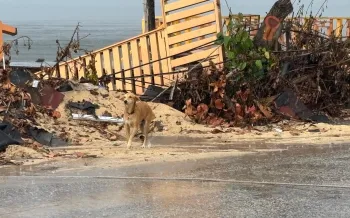 Humane World for Animals in Jamaica following Hurricane Melissa November 2025