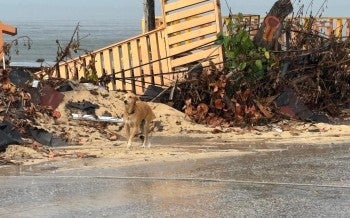 Humane World for Animals in Jamaica following Hurricane Melissa November 2025